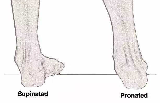 1,dorsiflexion背屈,即回勾脚背 2,plantarflexion跖屈,即绷直脚背