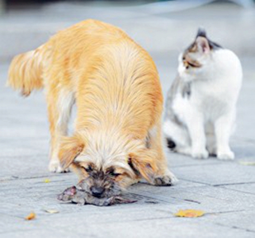 小小猫和老鼠中文版_小猫突击队4中文无敌版_中班语言小猫追老鼠