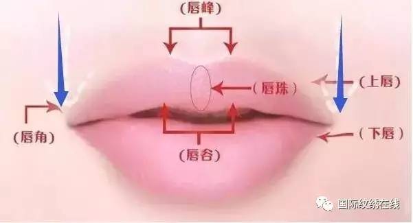 唇部入门技巧唇型分类唇形设计唇线操作唇线感染处理