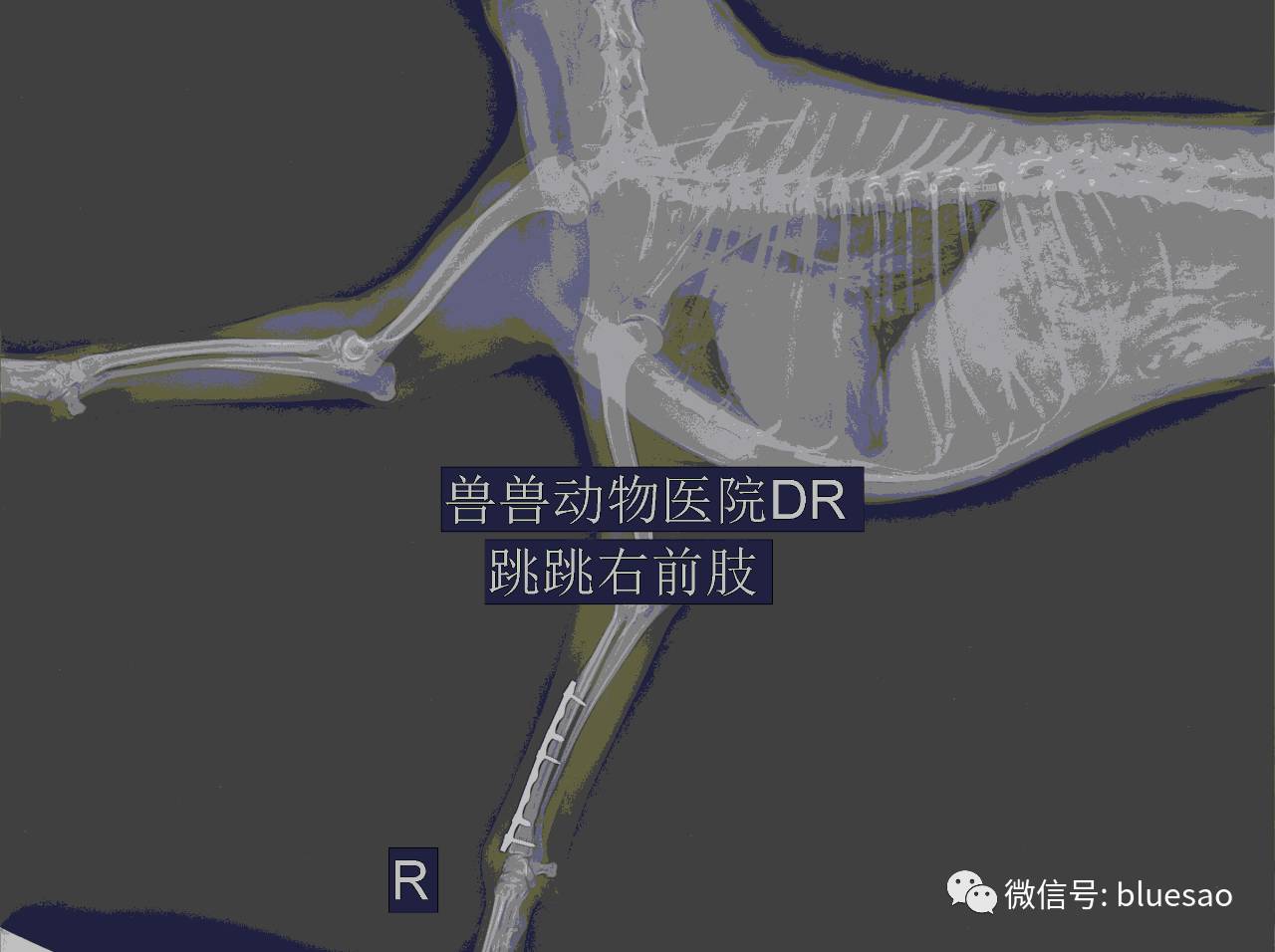 病例分享贵宾犬跳跳桡尺骨远端骨折prcl锁定骨板内固定案例