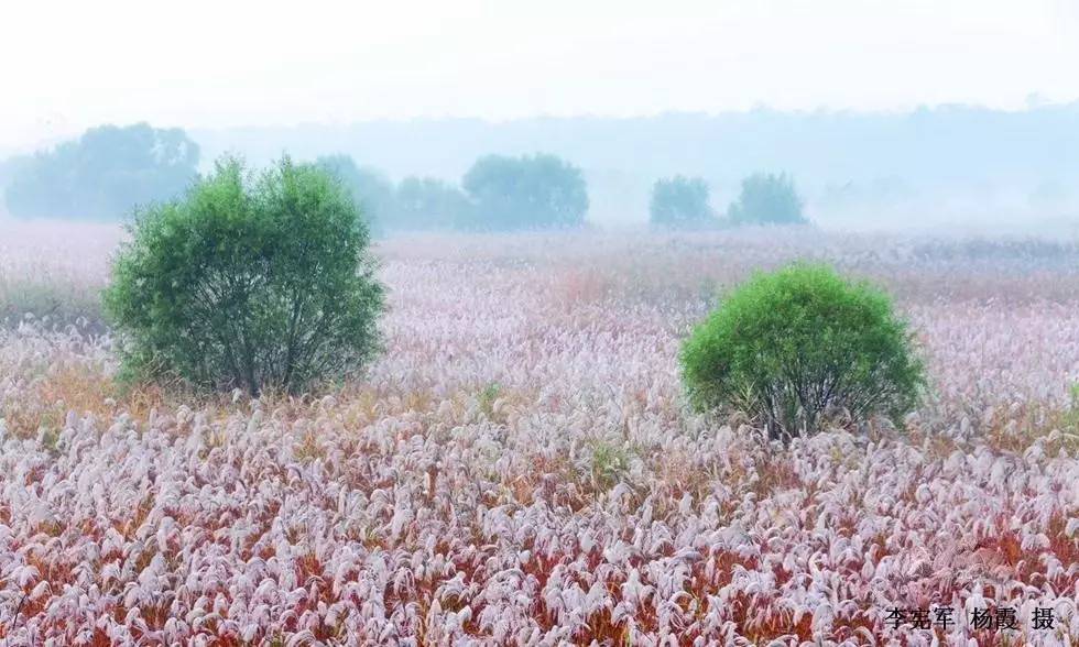 荻花婆娑,令人神往.