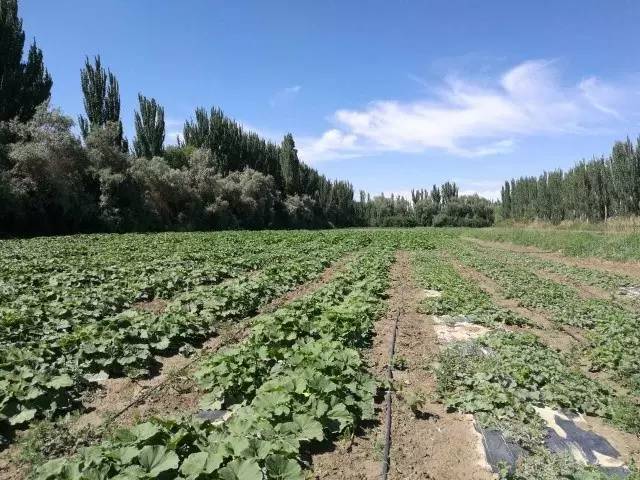 2012年辞职和朋友在新疆做有机农场 半亩园有机农场 位于新疆天山脚下