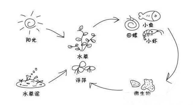 vip课堂报名喽 微生态瓶 小瓶子里的"海底世界"