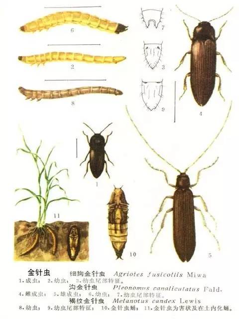 【专题·种玉米讲虫害】——金针虫