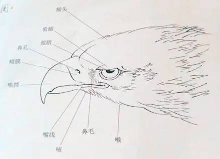 授课内容包括系统讲解盘鹰风筝制作选材,绘画基本技法,放飞技巧等知识