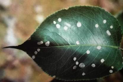 病虫害防治:梨树灰斑病的发生及防治技术