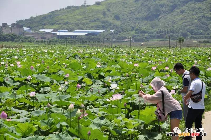 乐民镇映日荷花别样红