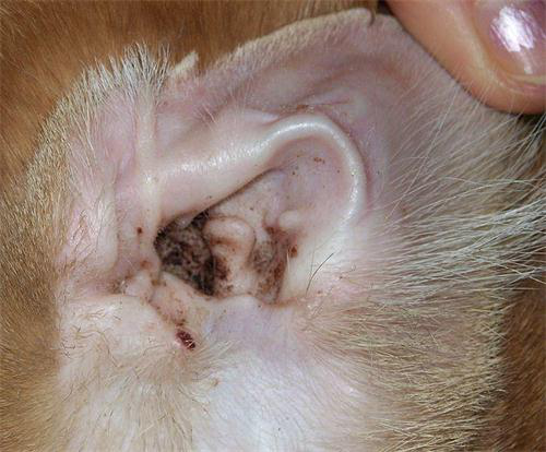 耳螨导致耳朵后面掉毛,猫耳螨导致耳朵后面掉毛