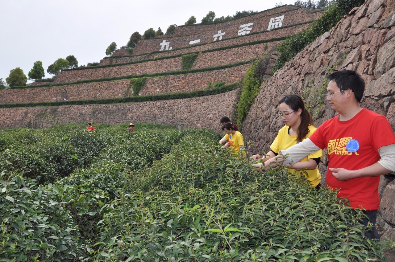 最美茶园参评丨舒城县舒茶九一六茶园