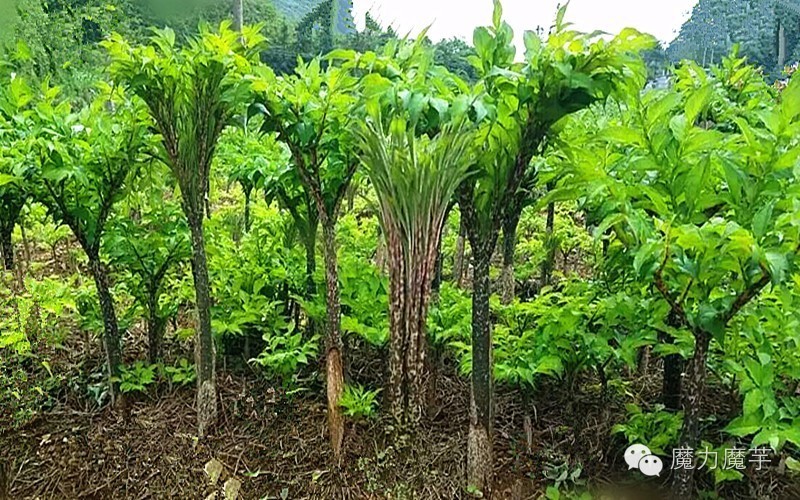 八月魔芋种植高温高湿预防技术