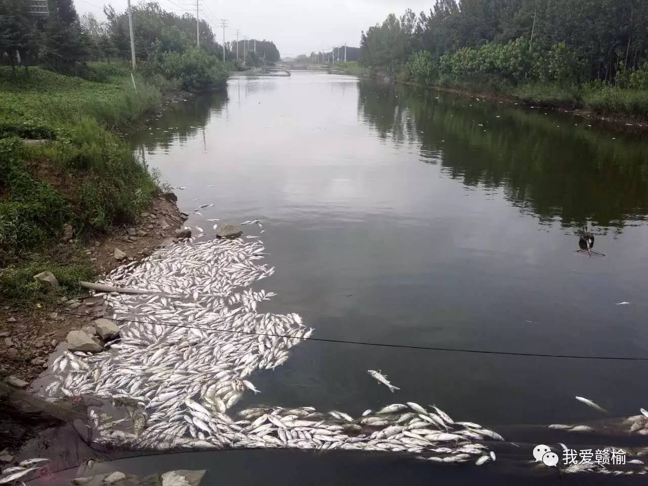 环保啥情况赣榆一河面上漂浮着大片死鱼