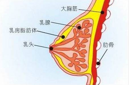 胸部总有【乳汁】分泌,被确诊患癌!