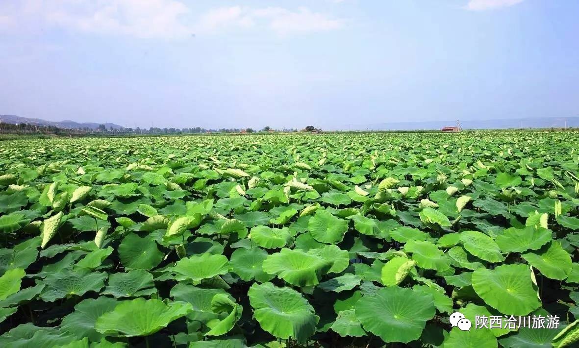 2017中国合阳洽川荷花节在洽川风景区拉开帷幕