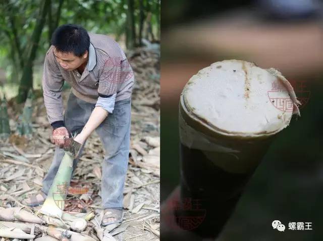 时候都需要把上百斤的笋从山下背上来去掉笋子外壳的青皮采摘来的鲜笋