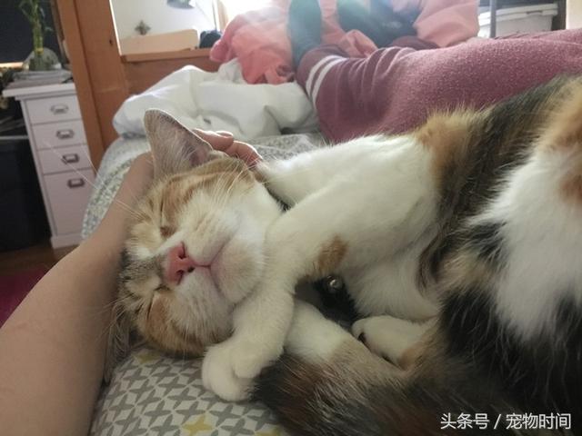 流浪猫真的会选主人