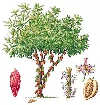可可树 (锦葵科可可属) 鉴于南美与非洲原来是连在一起的,估计这两