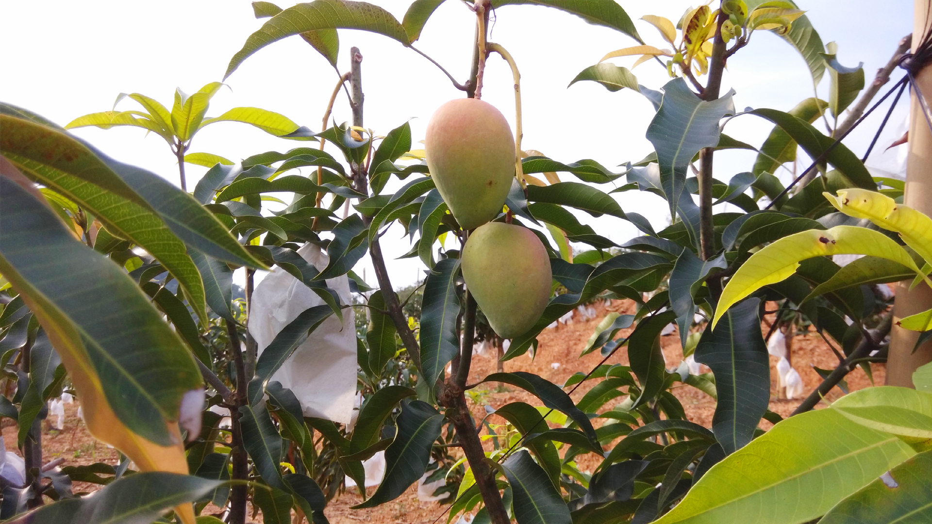 广西田林:芒果种植能手年入10万