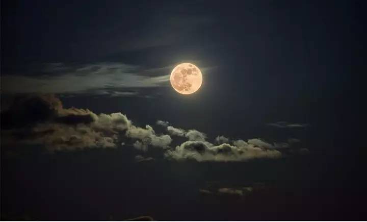 "月光美人"为你谱写月光下的小夜曲