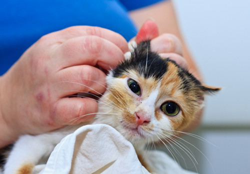 治疗猫耳螨多少钱，猫咪耳螨怎么治疗_搜狐宠物_搜狐网