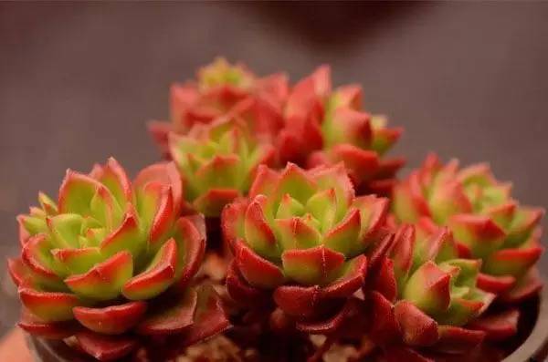 台风天狂风又暴雨 多肉究竟应该如何保命 这些措施不能不知