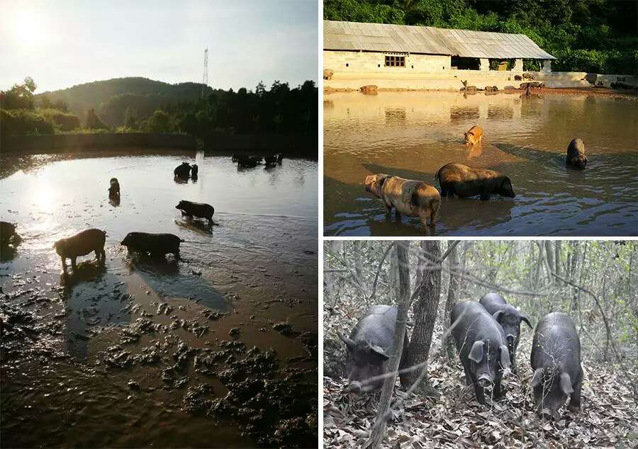 湖南80末姐妹花三千亩大山里养猪卖肉,年入百万