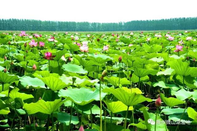 【滕州微山湖湿地】山东好时节|来微山湖湿地,八月有这么多值得做的