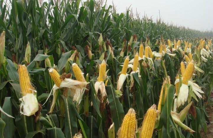 充分延长玉米灌浆时间,增加粒重,提高玉米产量,改善玉米品种