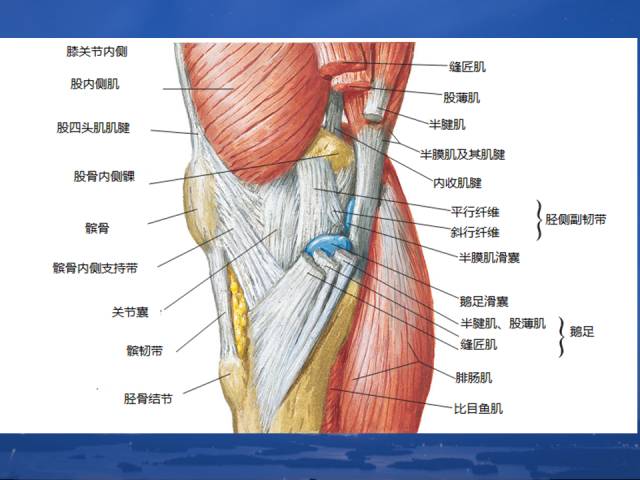 膝关节医学解剖