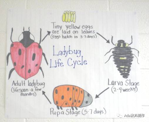 ladybug life circle 瓢虫生命循环图