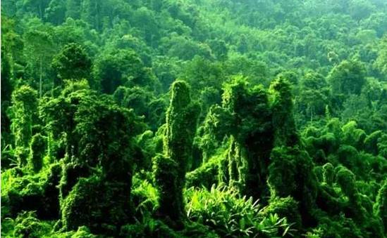 山川秀丽,风物神奇,热带雨林风光奇特,知名度高,是我国西南边陲的瑰丽