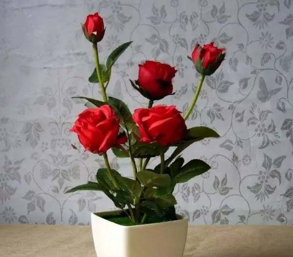 玫瑰花的香味就不需要多说了,很受女人们的喜爱,加上它浪漫的寓意,栽