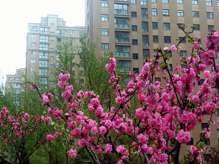 花红柳绿映高层夜色下的排屋向北眺望,绿意托高楼舒畅的圆盘小广场