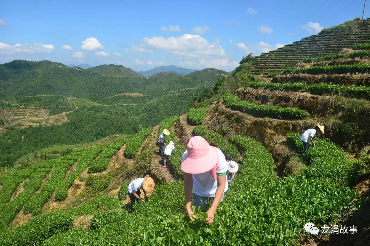 生态龙涓出好茶好茶就在德轩居