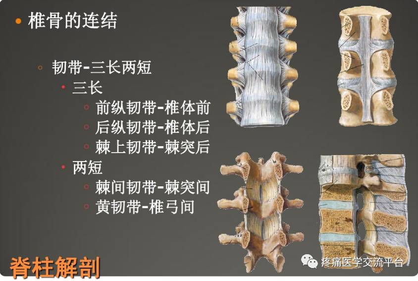 脊柱解剖基础与阅片