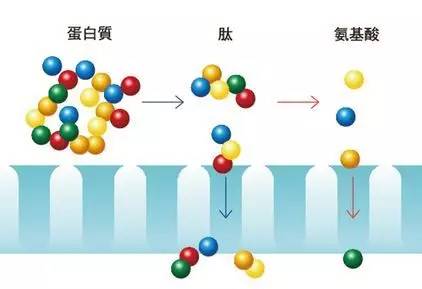 肽的吸收机制与几大特点