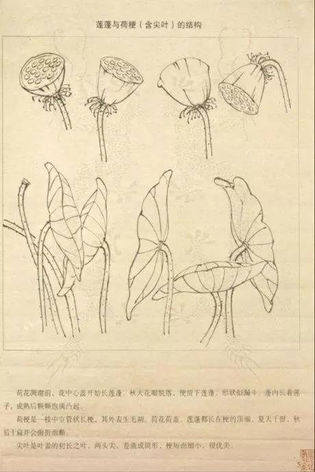 荷花画法教程