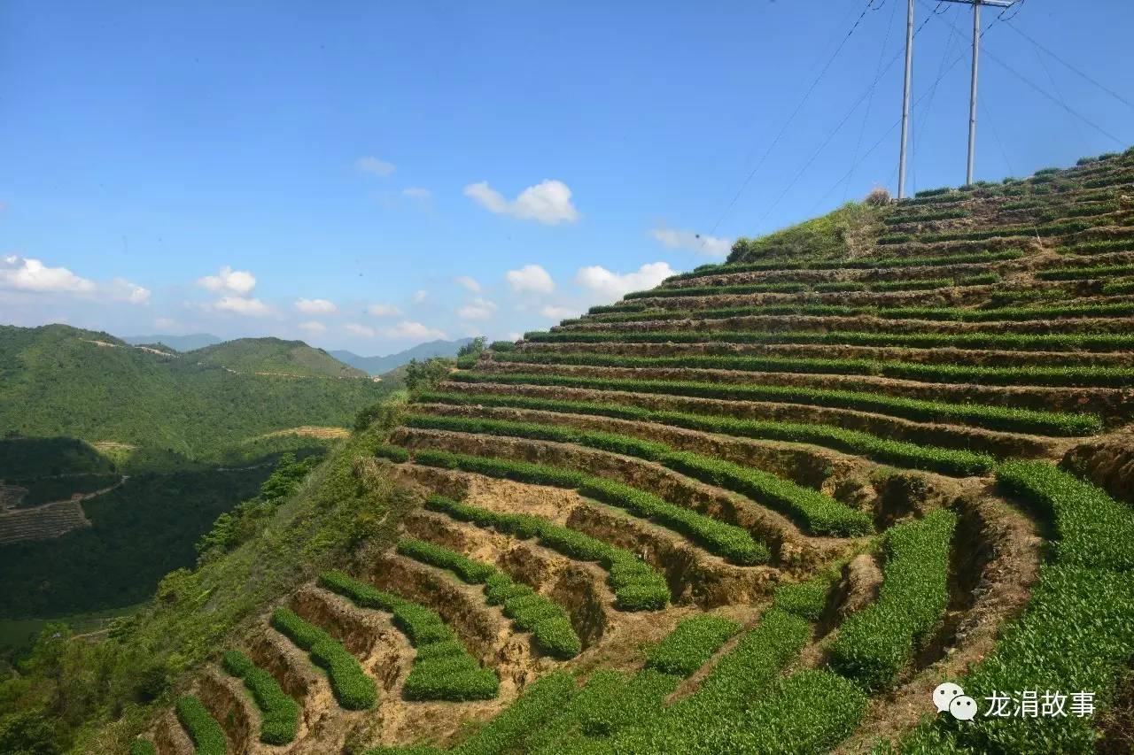 如今,龙涓出产的安溪铁观音质优价美,备受青睐,俨然成为茶乡新典范.