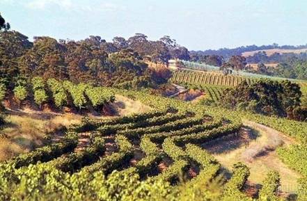 涨姿势丨带你走进澳洲十大葡萄酒产区