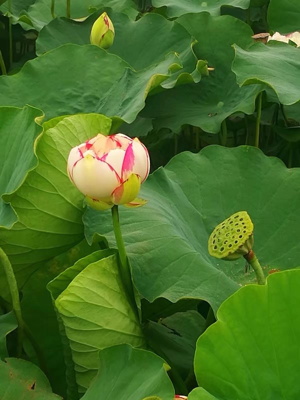 菩萨说,只有莲花最懂慈悲. 它知道感恩于根下的淤泥.