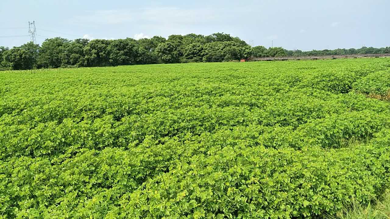 现代农业示范区中药材种植基地决明子长势喜人.