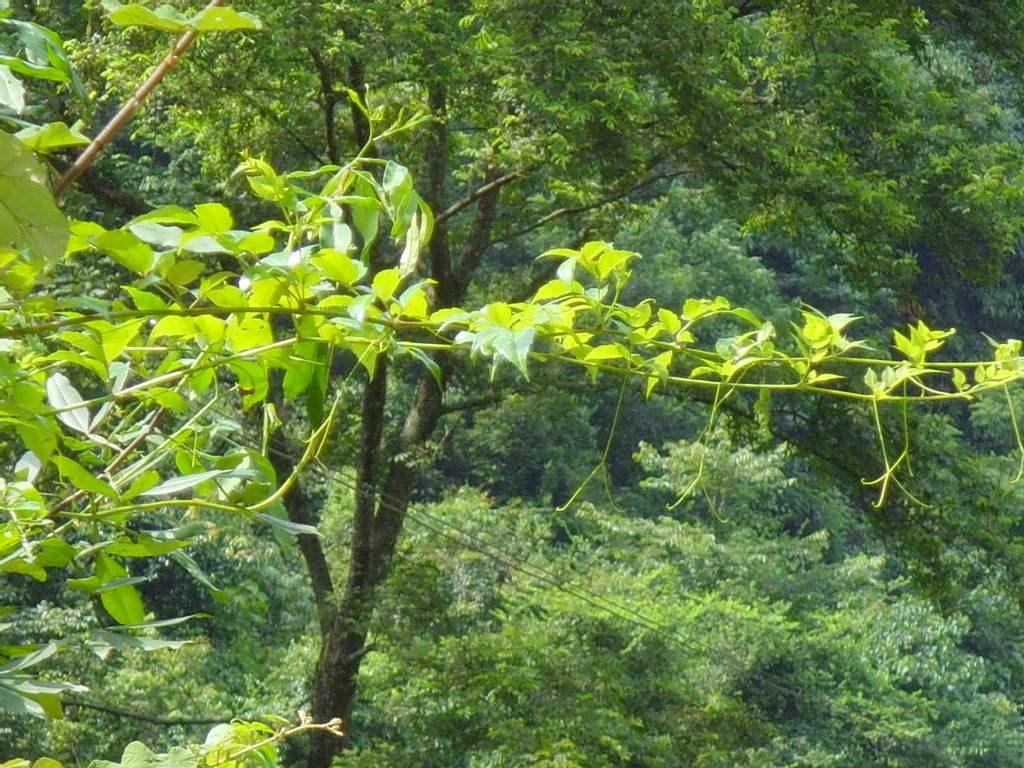 据华南师范大学博士导师梁勇教授介绍,显齿蛇葡萄因富含二氢杨梅素