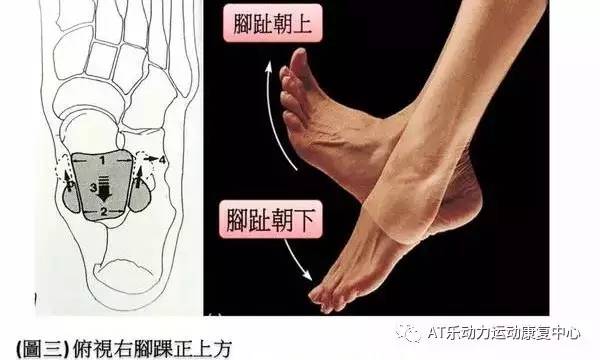 内侧一条韧带:三角韧带(deltoid ligament),能防止踝关节外翻及外旋