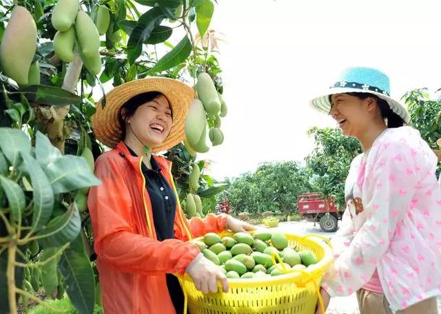 大学生回乡创业,成了远近闻名的芒果女状元