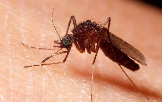 如果蚊子咬人的时候低调一点. 和咱们人类,估计也没那么大的愁怨.