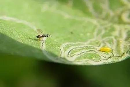 向日葵潜叶蝇幼苗发病可选用敌百虫粉或除虫精粉,直接撒于幼苗的底部