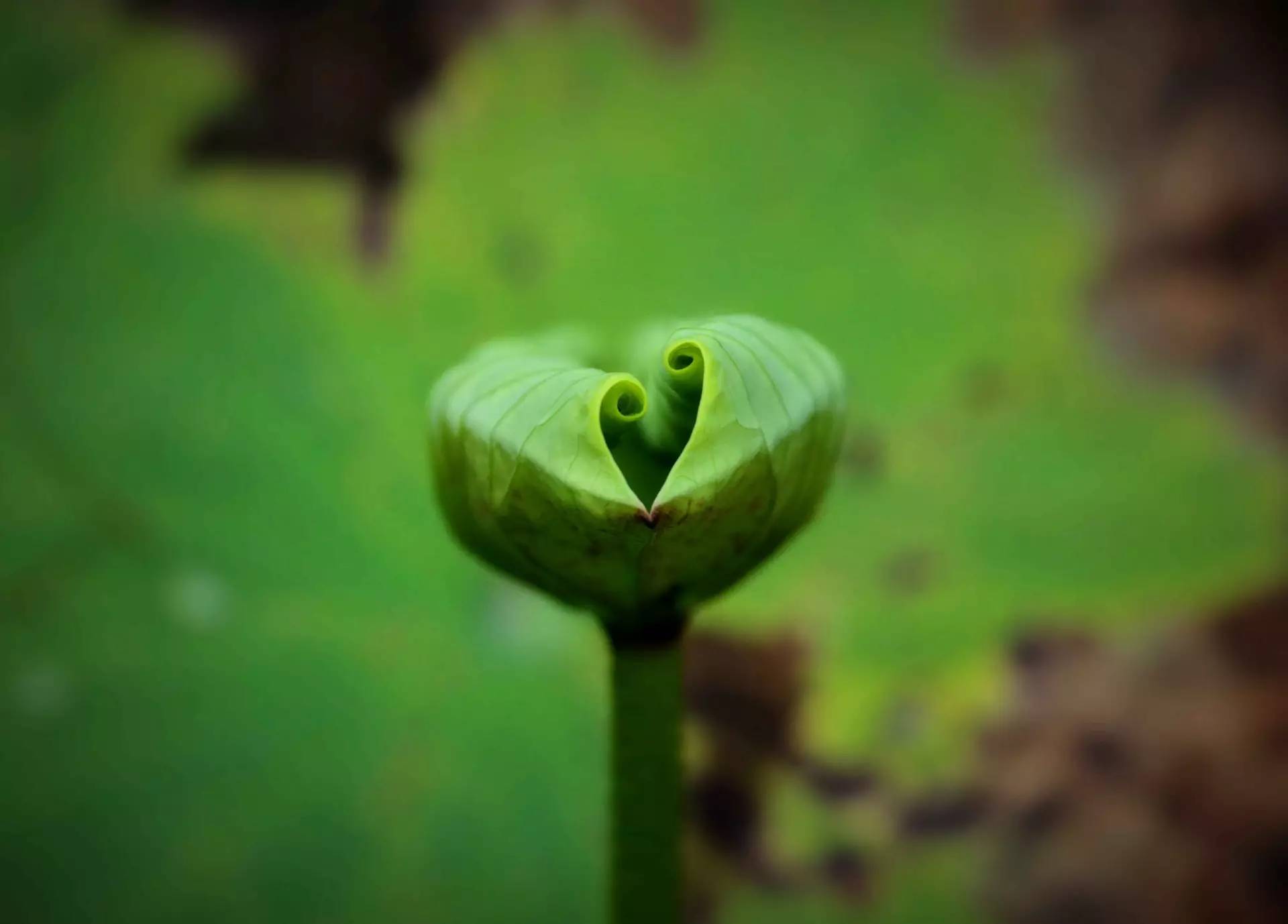 圆明园中碧绿的荷叶, 清新脱俗的"荷花仙子", 在微风中摇曳, 简直美得