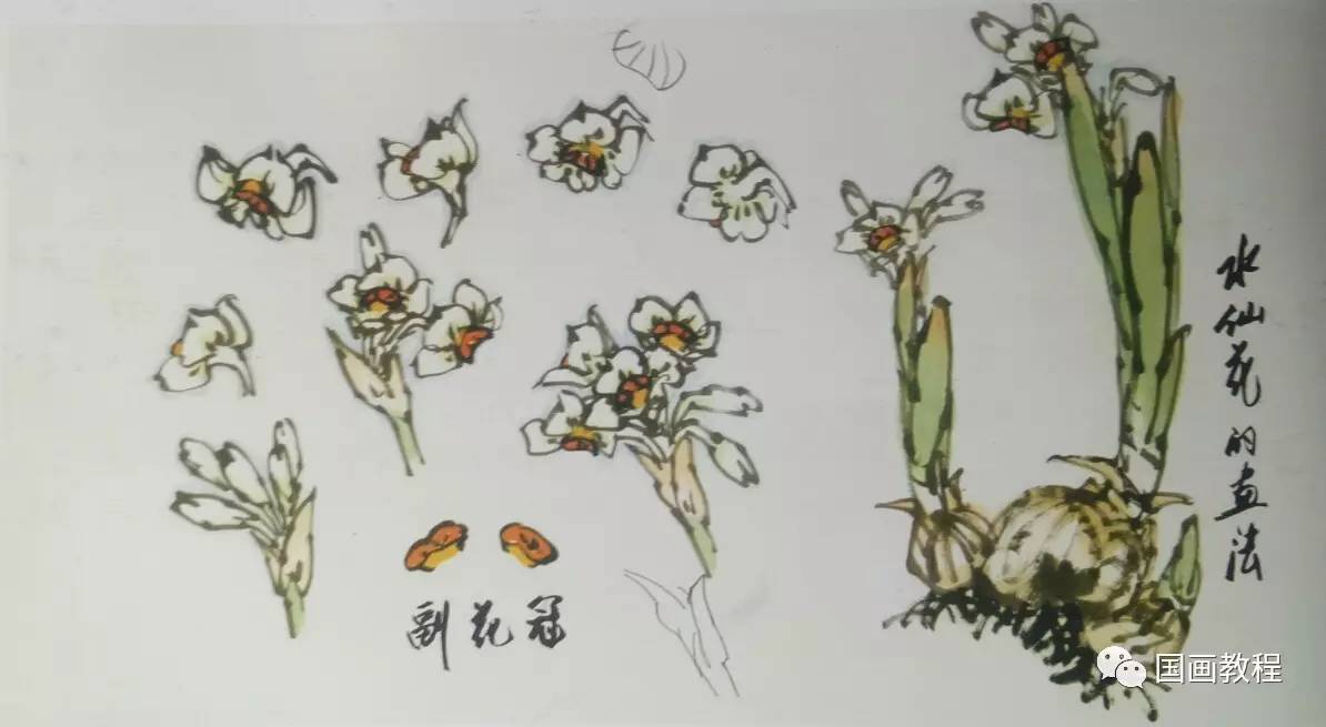 水仙花的画法