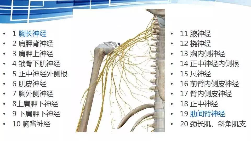 麻醉讲堂臂丛神经阻滞