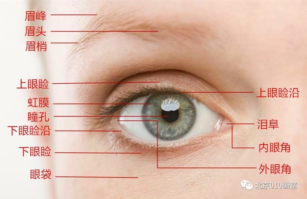 今天我们只讲眼睛, 分析细致到每一个毛孔, 让零基础也能看得懂.