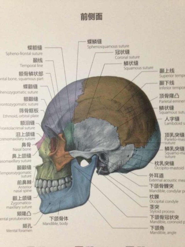 一个在皮下,也可以说脂肪层,会有一些皮下静脉和从深部穿支小动脉上来